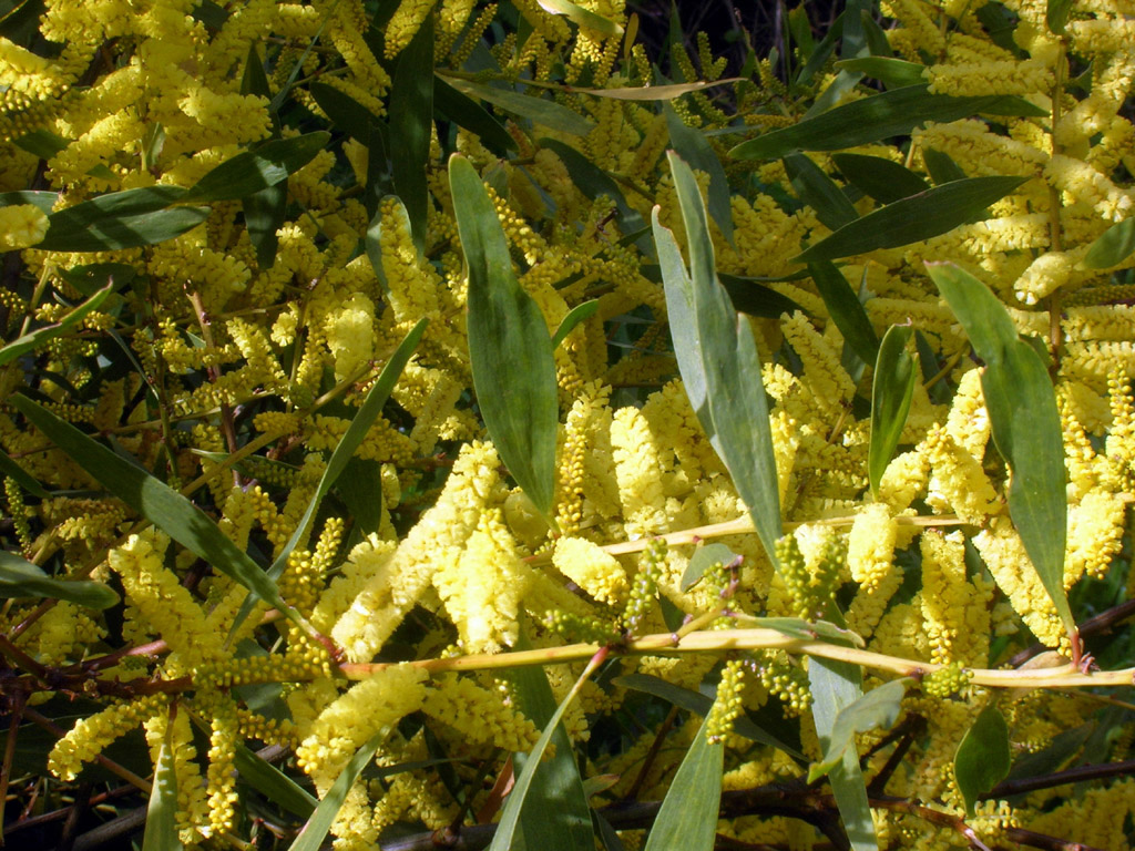 acacia blooms